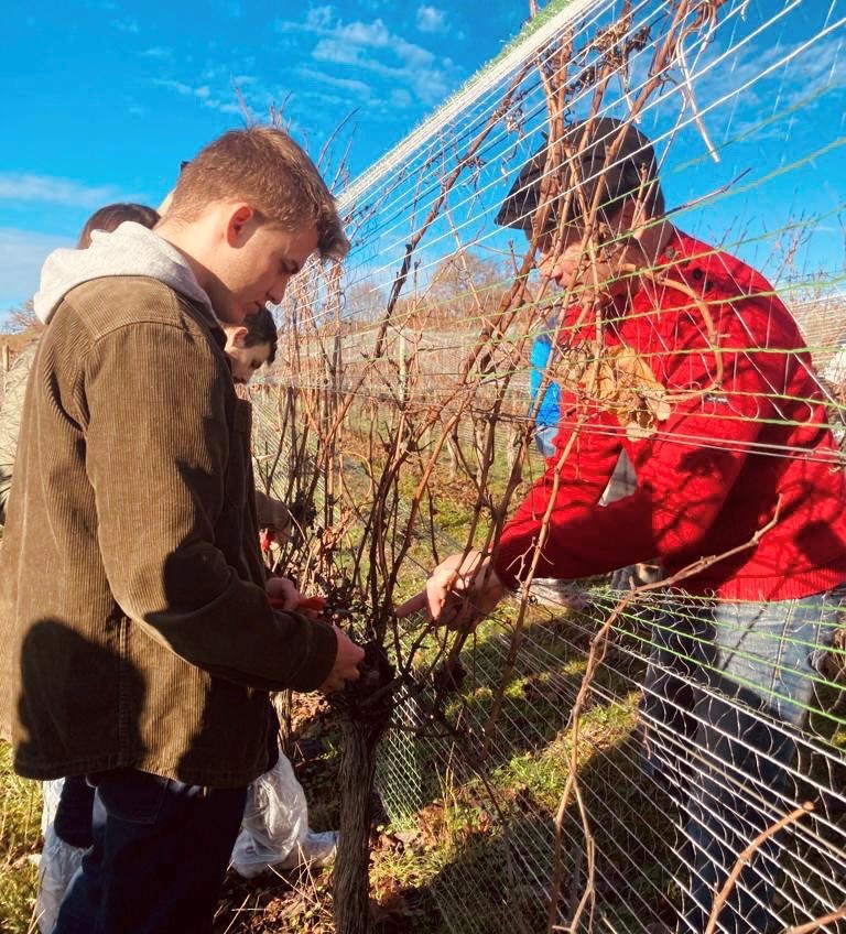 Des Internes La D Couverte Des Vendanges Hivernales Crouseilles Pm